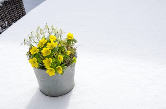The first signs of spring. Winter aconite and snowdrops in a zinc pot stands in fresh snow