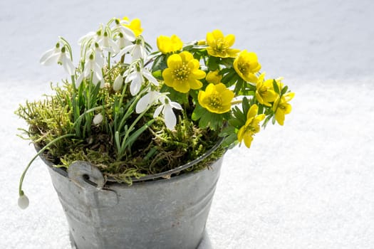 The first signs of spring. Winter aconite and snowdrops in a zinc pot stands in fresh snow