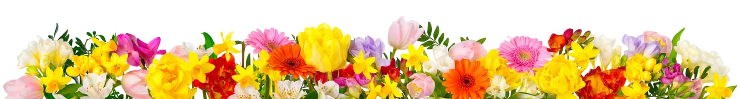 Flowers in cheerful colors,studio isolated on white,in banner format or as a seasonal natural border for spring and summer