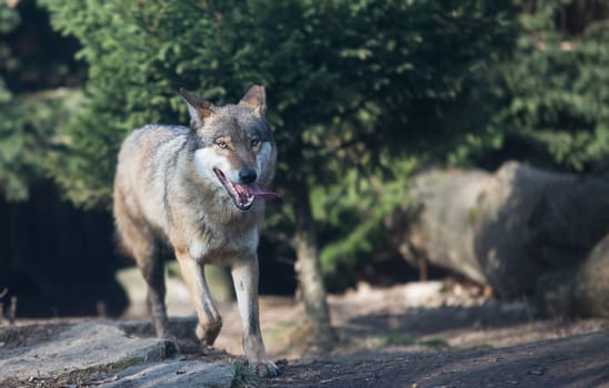 close up on wolf pack in the forest