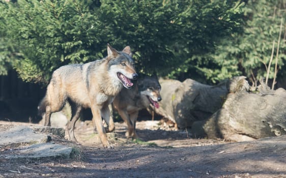 close up on wolf pack in the forest
