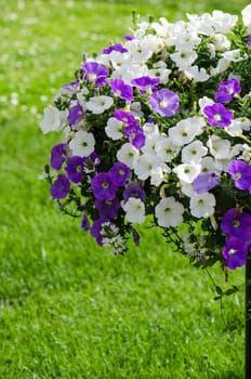 Beautiful white and purple petunia flowers close up