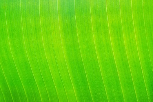 close up on green leaf background or texture
