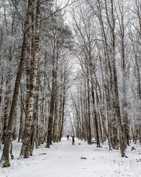 City park in the winter, the trees covered with hoarfrost