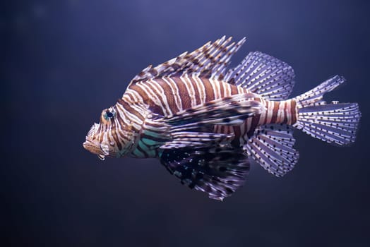 close up about lionfish,pterois volitans