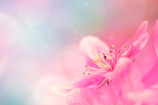 Spring garden background with pink flowers