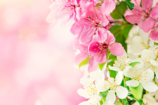 Spring background with pink and white tree flowers