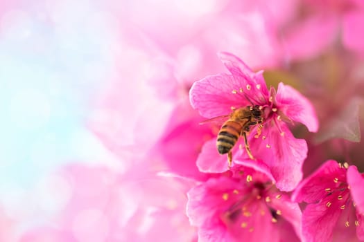 Spring garden background with pink flowers