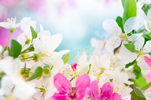 Spring background with pink and white tree flowers
