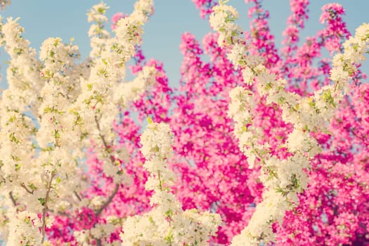 Spring background with pink and white tree flowers