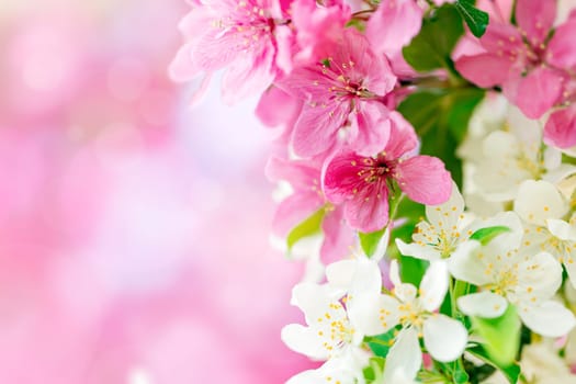 Spring background with pink and white tree flowers