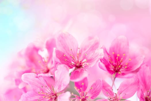 Spring garden background with pink flowers