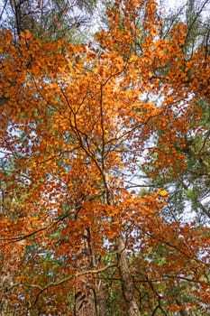 Looking up into a backlit tree in the fall in Black River State Forest in Wisconsin