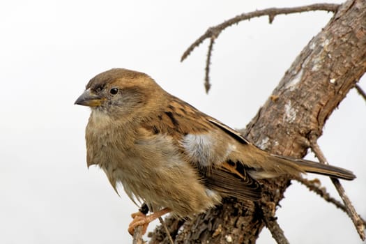 House sparrow on a branch