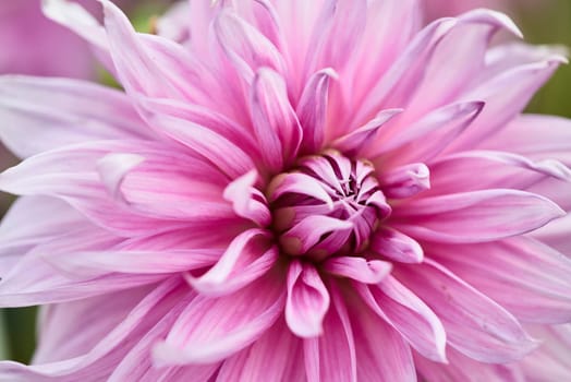dahlia