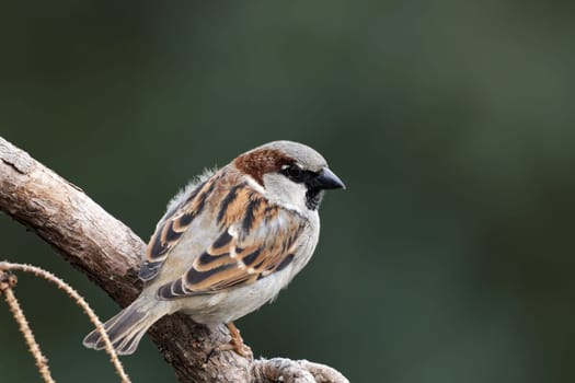 House sparrow male