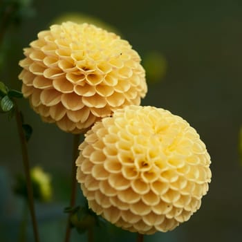 dahlia