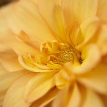dahlia