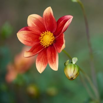 dahlia
