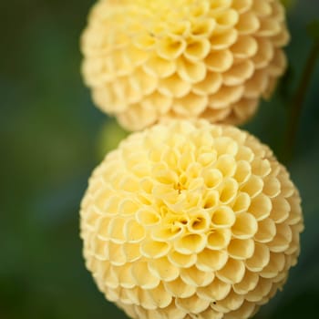 dahlia