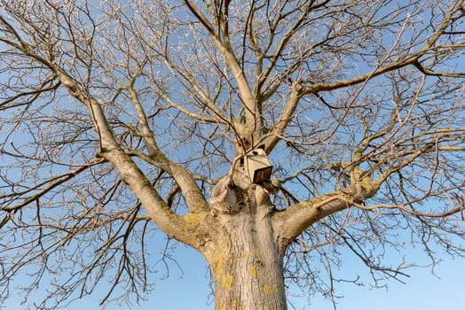 Walnut tree in winter with nesting box