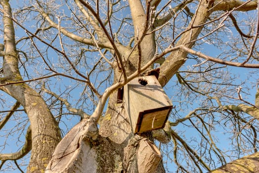 Walnut tree in winter with nesting box