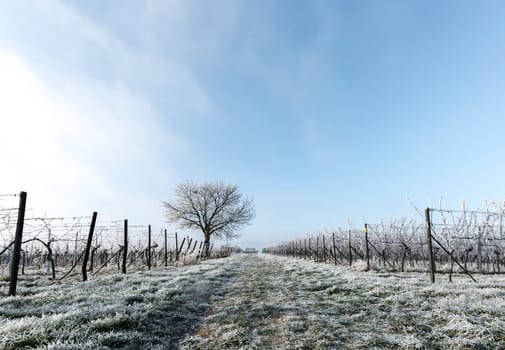 Vines and nut tree in frost