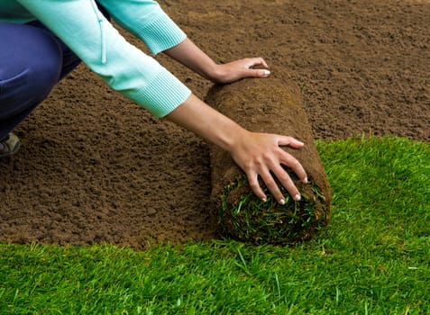 Gardener applying turf rolls in the backyard