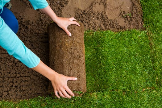 Gardener applying turf rolls in the backyard