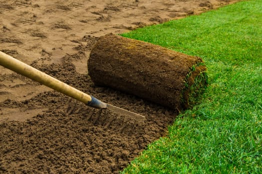 Gardener applying turf rolls in the backyard