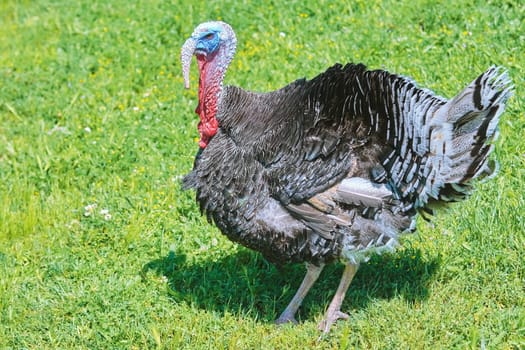 Male Turkey on the Grass