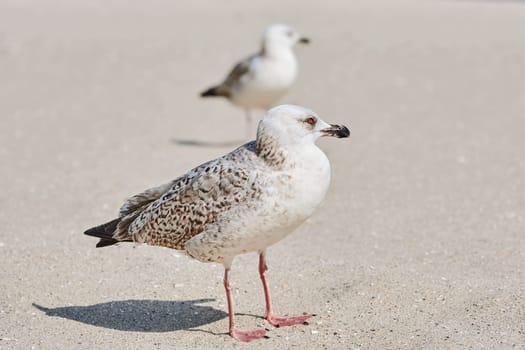 Gulls Birdlings Resting on the Sand