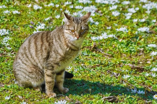 Cat on the Lawn among the White Flowers