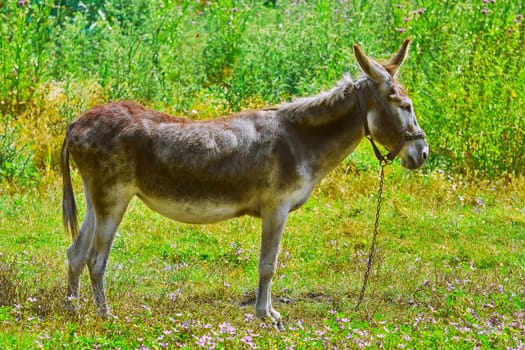 Tied Donkey on the Pasture