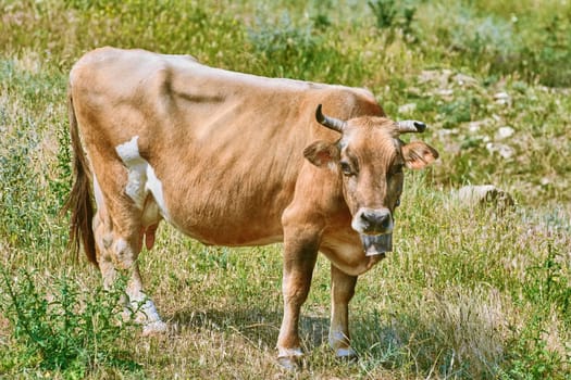 Brown Cow with Cowbell on the Pasture