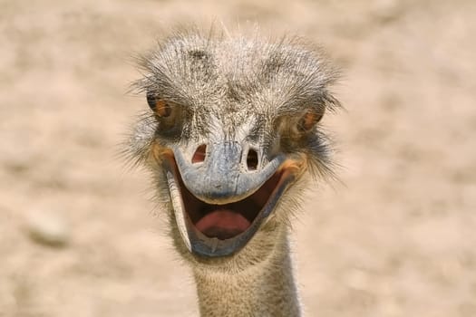 Close-up Portrait of Ostrich