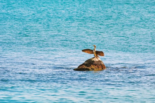 Cormorant Dries Wings while Sitting on a Stone in the Black Sea