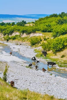 Herd of Cows at the Watering Place