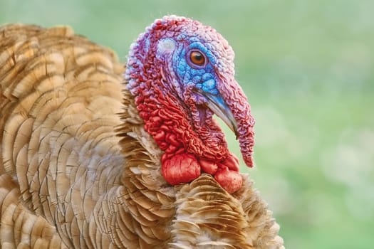 Close-up Portrait of a Turkey on the Lawn
