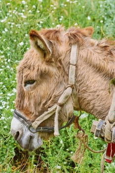 Portrait of Donkey against of Green Grass