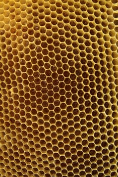Environment in which they live and produce honey our bees friends