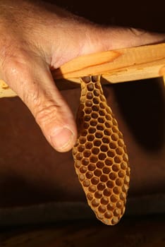 Environment in which they live and produce honey our bees friends