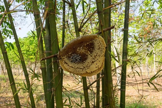 Outdoor beehive,close-up of an apiary with bees and larvae
