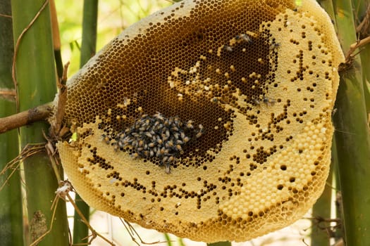 Outdoor beehive,close-up of an apiary with bees and larvae