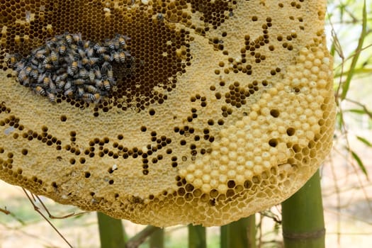 Outdoor beehive,close-up of an apiary with bees and larvae