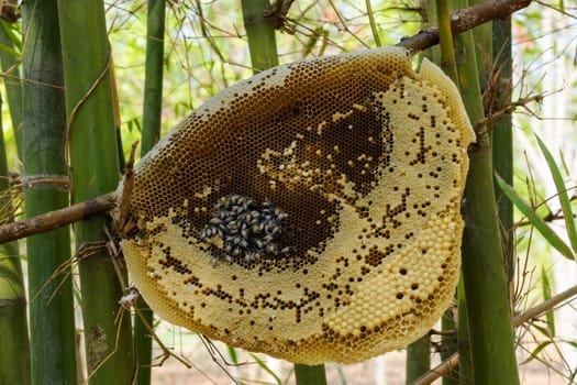 Outdoor beehive,close-up of an apiary with bees and larvae