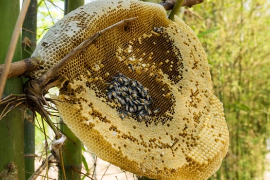 Outdoor beehive,close-up of an apiary with bees and larvae