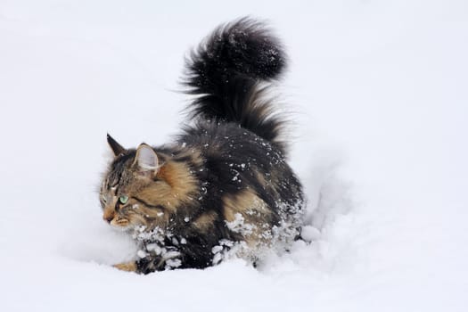 A young Norwegian forest cat in the deep snow