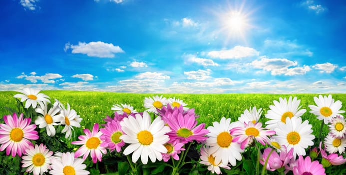 Marguerite Flowers,fresh green meadow and vibrant blue sky with the bright sun
