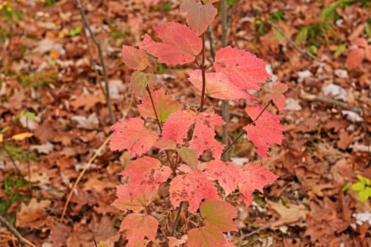 Pink Leaves on the Forest Floor in Black River State Forest in Wisconsin